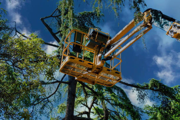 How Our Tree Care Process Works  in  Interlaken, CA