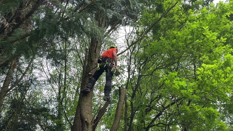 Tree and Shrub Care in Interlaken, CA